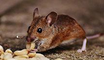 24 Hour & Emergency Exterminators in Center Junction, IA
